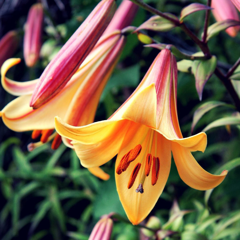 معرفی 8 نوع از انواع گل سوسن (لیلیوم) | پرشیالرن