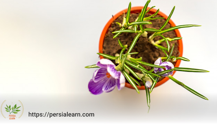 آموزش تصویری کاشت زعفران در گلدان
