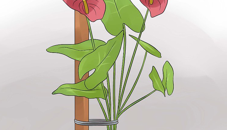 خمیدگی گل آنتوریوم