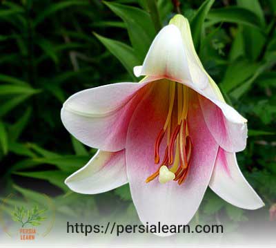 لانگیفلوروم، آخرین گونه از انواع گل سوسن