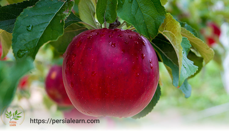 آب و هوای مناسب برای کاشت درخت سیب