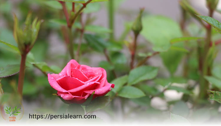 اصولی رنگ بندی در گلخانه هیدروپونیک گل رز