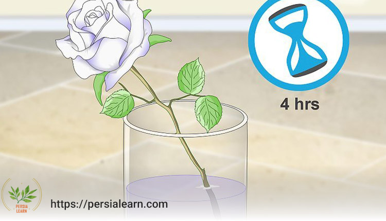 قرار دادن گل رز سفید در محلول رنگی