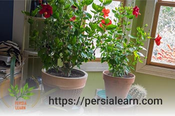 گل ختمی چینی از دیگر گیاهان آپارتمانی مقاوم به گرما