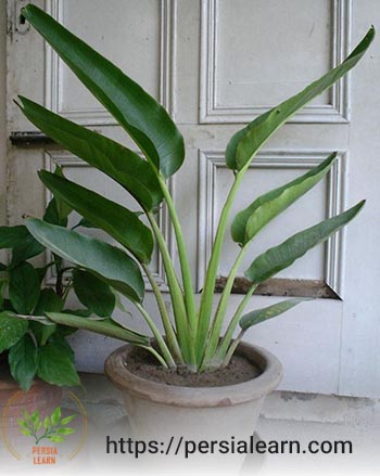گیاه نخل مسافر از دیگر گیاهان آپارتمانی مقاوم به گرما