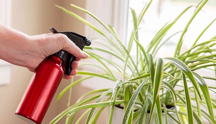غبار پاشی گیاه دومین روش تامین رطوبت گیاهان آپارتمانی