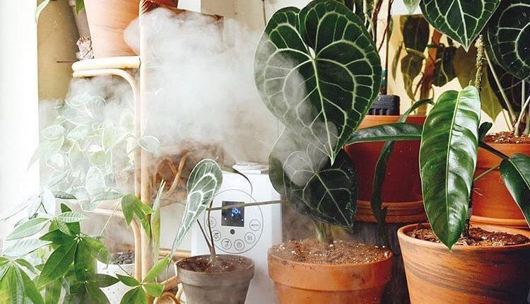 معرفی 10 روش عالی برای تامین رطوبت گیاهان آپارتمانی | پرشیالرن