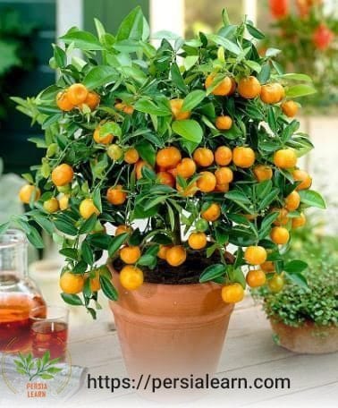 گلدان مناسب برای نگهداری درخت پرتقال در خانه