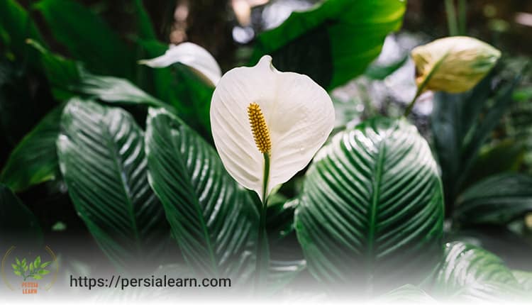 اصول پرورش و نگهداری گل اسپاتی فیلوم