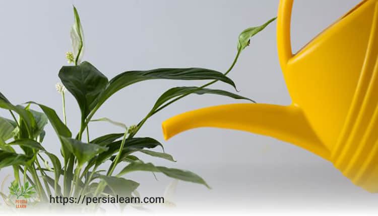 پژمردگی گیاه اسپاتی فیلوم